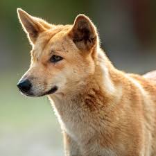 Dingo