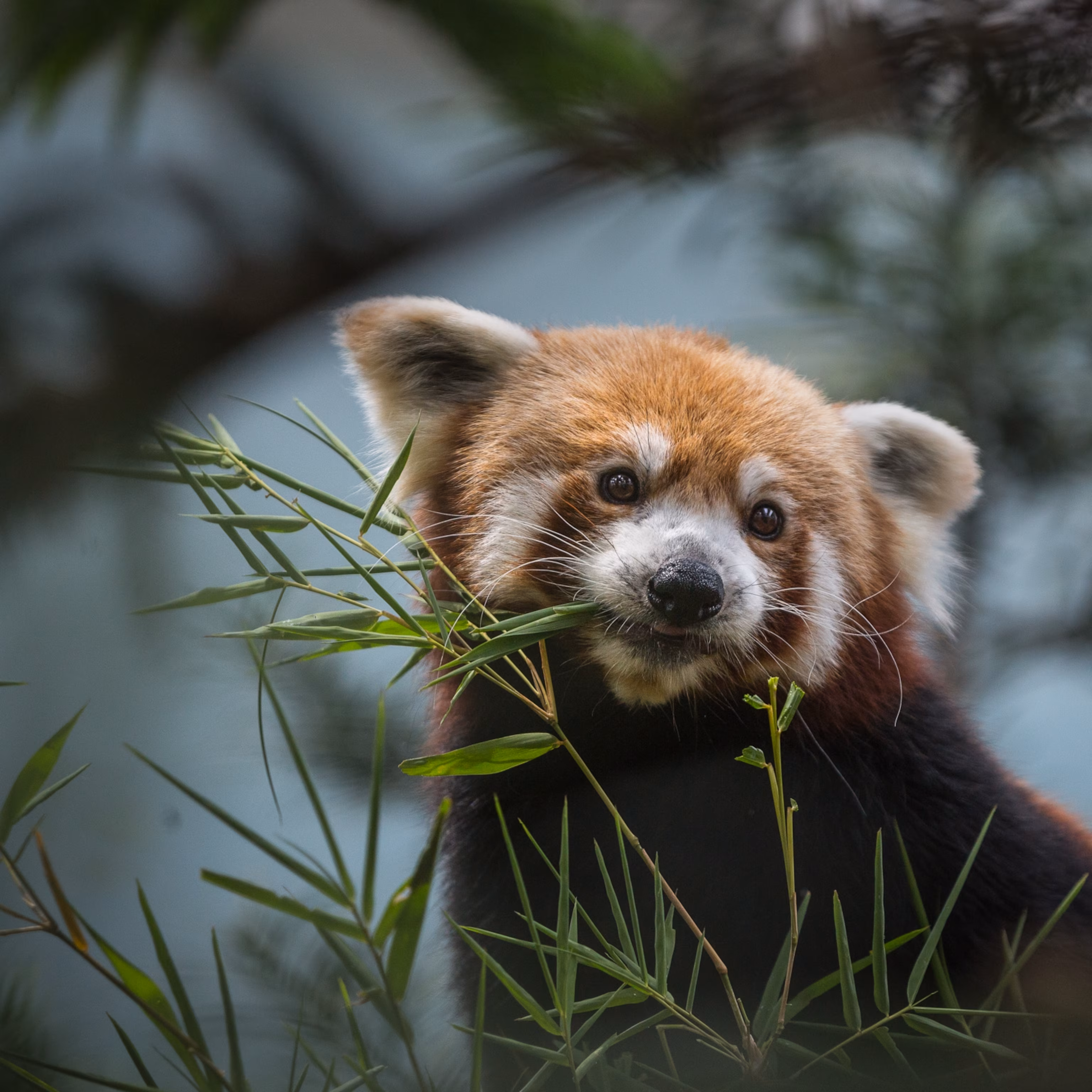 Red Panda